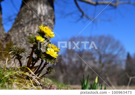 盛開在早春的田野 100963473