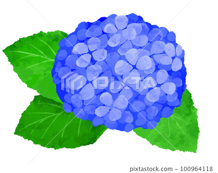 繡球花插畫手繪水彩風格 100964118