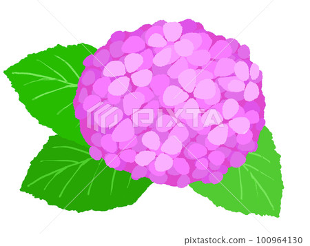繡球花插畫手繪 繡球花插畫手繪 100964130