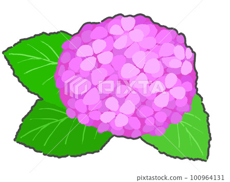繡球花插畫手繪 繡球花插畫手繪 100964131