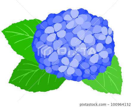 繡球花插畫手繪 繡球花插畫手繪 100964132