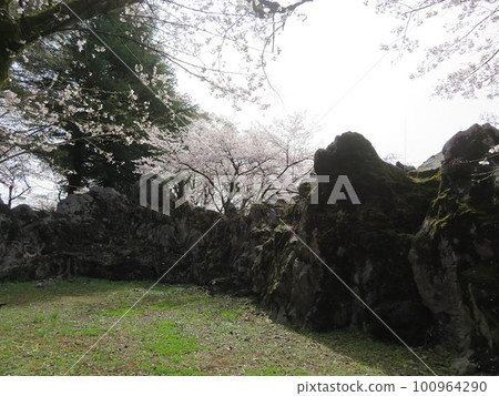 Cherry blossoms seen between rocks Cherry blossoms seen between rocks 100964290