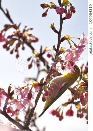 Medicine sucking honey from Kawazu cherry tree 100964319