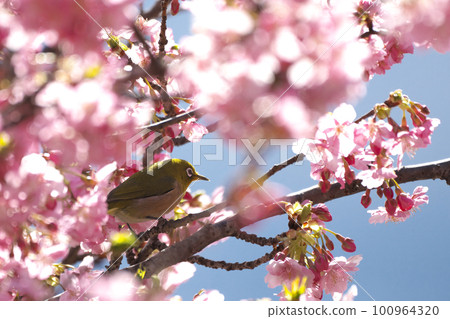 White-eye perching on a branch of Kawazu cherry blossoms 100964320
