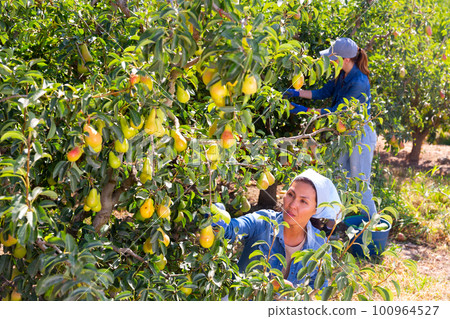 Successful female owner of orchard gathering harvest of pears in summertime 100964527