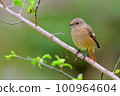 Daurian Redstart / Daurian Redstart 女性 100964604