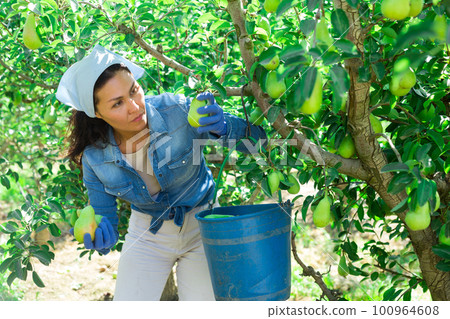 Woman harvesting pears Woman harvesting pears 100964608