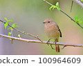 Daurian Redstart / Daurian Redstart 女性 100964609