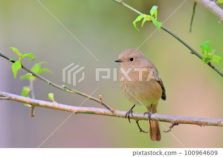 Daurian Redstart / Daurian Redstart Female 100964609