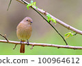 Daurian Redstart / Daurian Redstart 女性 100964612