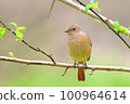Daurian Redstart / Daurian Redstart 女性 100964614