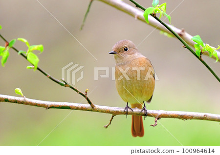 Daurian Redstart / Daurian Redstart 女性 Daurian Redstart / Daurian Redstart 女性 100964614