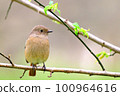 Daurian Redstart / Daurian Redstart 女性 100964616