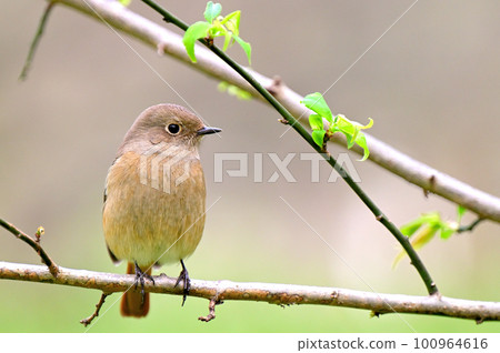 Daurian Redstart / Daurian Redstart 女性 Daurian Redstart / Daurian Redstart 女性 100964616