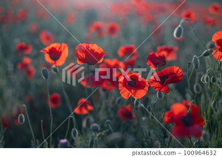 Red poppies close-up on an endless field with beautiful sunlight 100964632