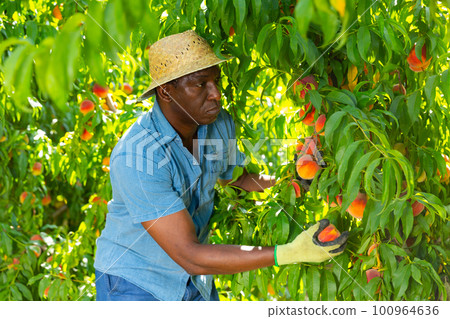 African american farm worker harvesting ripe peaches in garden 100964636