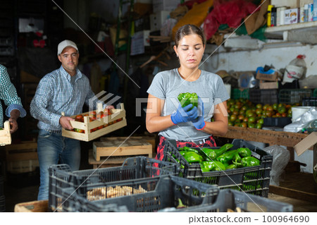 Female worker sorts bell peppers in vegetable warehouse 100964690