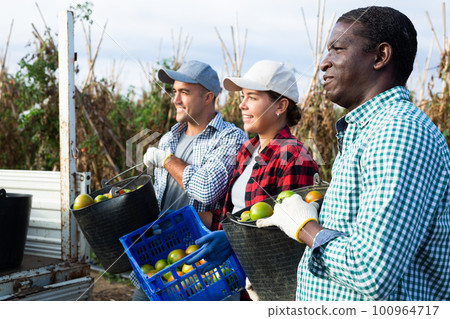 Portrait of men and woman gardeners with tomato crop on plantation 100964717
