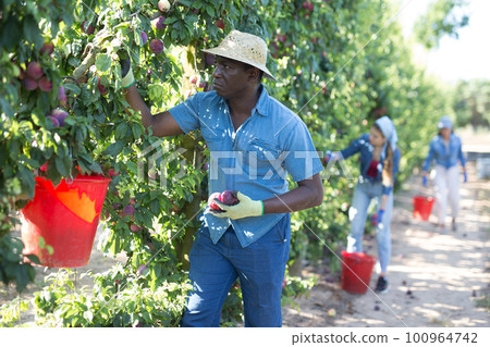 African male gardener picking plums from tree 100964742
