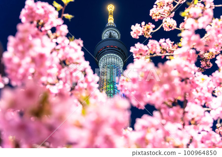 《Tokyo》 Sky Tree and Kawazu Sakura ・ Spring Tokyo 100964850