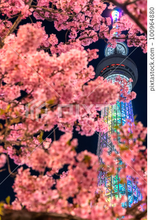 《Tokyo》 Sky Tree and Kawazu Sakura ・ Spring Tokyo 100964880