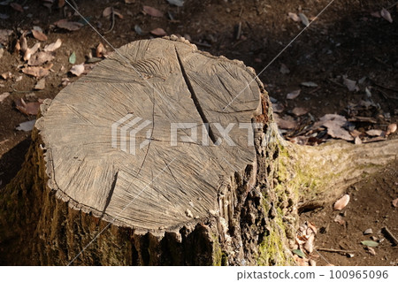tree trunk and stump 100965096