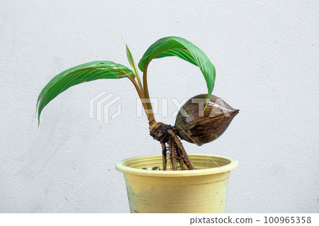 Coconut Trees are made bonsai planted in pot Coconut Trees are made bonsai planted in pot 100965358