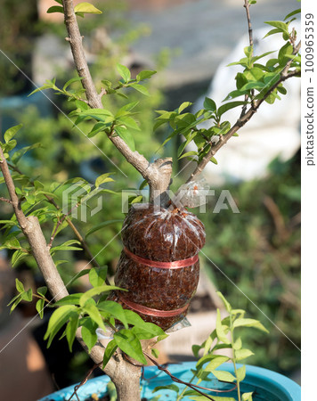Wrightia religiosa Benth or Moke propagation using grafting method. It's a good propagation method. Wrightia religiosa Benth or Moke propagation using grafting method. It's a good propagation method. 100965359