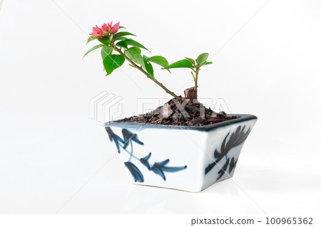Miniature Bougainvillea hybrid in ceramic pots There are small, colorful flowers. 100965362