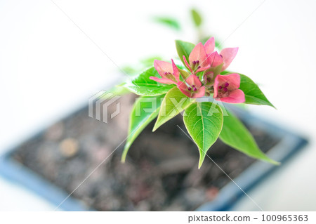 Close op of Miniature Bougainvillea hybrid in ceramic pots There are small, colorful flowers. 100965363