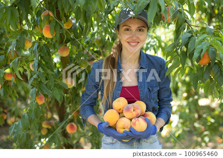 Successful young female farmer showing harvested peaches in garden Successful young female farmer showing harvested peaches in garden 100965460