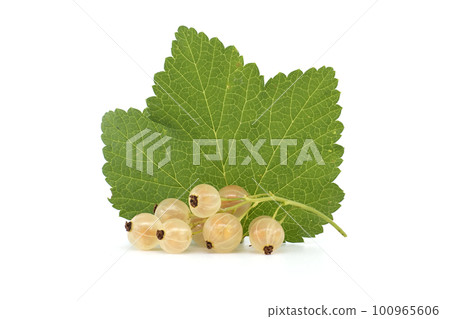 white currant berries with leaf over white 100965606