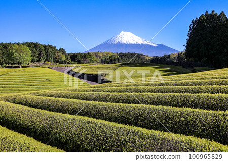 Scenery of Japan Beautiful scenery of tea fields Sasaba, Fuji City, Shizuoka Prefecture 100965829