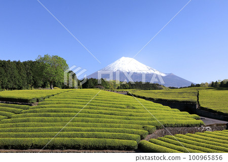 日本風景 靜岡縣富士市笹葉茶園美景 100965856