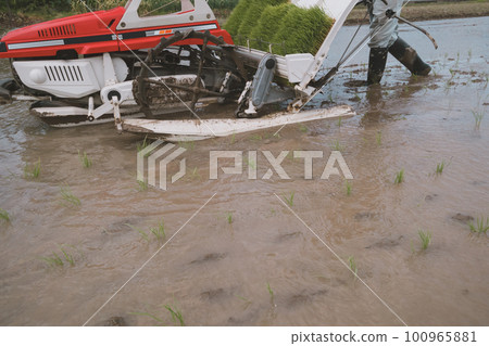 rice planting, rice transplanter, gents 100965881