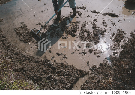 rice planting, paddy, rice crop 100965903