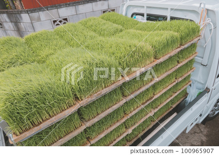 seeding, paddy, rice plant 100965907