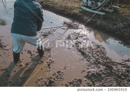 水稻種植 水稻 稻株栽培 100965910