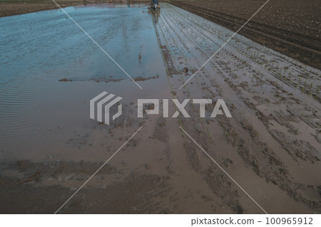 rice planting, paddy, rice transplanter 100965912