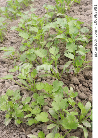 green colored coriander tree farm on field 100965981