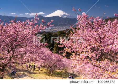 “神奈川縣”富士山和河津櫻花盛開，Oi Yume no Sato 100966178