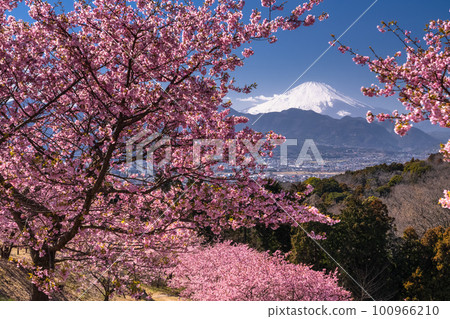 "Kanagawa Prefecture" Mt. Fuji and Kawazu cherry blossoms in full bloom, Oi Yume no Sato 100966210