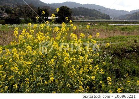 油菜花盛開的田園風光 Harukasumi 100966221