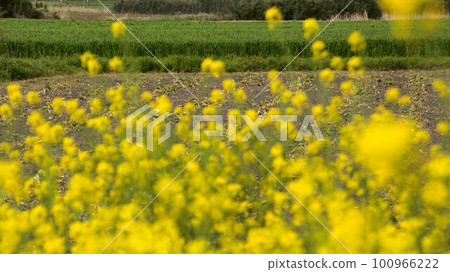 與強姦領域的風景 100966222
