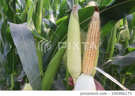 maize and popcorn on farm maize and popcorn on farm 100966275