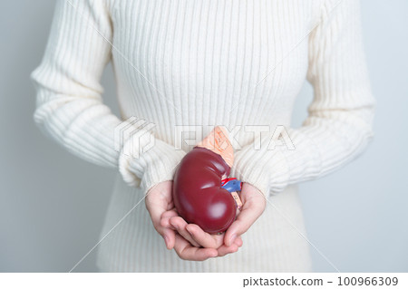 woman holding Anatomical human kidney Adrenal gland model. disease of Urinary system and Stones, Cancer, world kidney day, Chronic kidney and Organ Donor Day concept woman holding Anatomical human kidney Adrenal gland model. disease of Urinary system and Stones, Cancer, world kidney day, Chronic kidney and Organ Donor Day concept 100966309