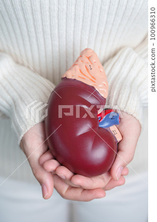 woman holding Anatomical human kidney Adrenal gland model. disease of Urinary system and Stones, Cancer, world kidney day, Chronic kidney and Organ Donor Day concept woman holding Anatomical human kidney Adrenal gland model. disease of Urinary system and Stones, Cancer, world kidney day, Chronic kidney and Organ Donor Day concept 100966310