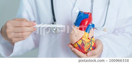 Doctor holding human Heart model. Cardiovascular Diseases, Atherosclerosis, Hypertensive Heart, Valvular Heart, Aortopulmonary window, world Heart day and health concept 100966338