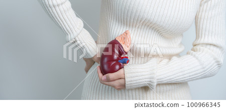 woman holding Anatomical human kidney Adrenal gland model. disease of Urinary system and Stones, Cancer, world kidney day, Chronic kidney and Organ Donor Day concept 100966345