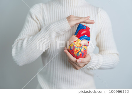Woman holding human Heart model. Cardiovascular Diseases, Atherosclerosis, Hypertensive Heart, Valvular Heart, Aortopulmonary window, world Heart day and health concept 100966353